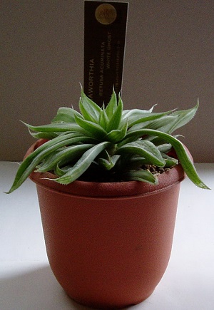 ホワイトゴースト ホワイトゴースト | ❤️植物に心をトラレマシタ❤️