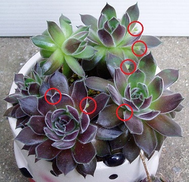 センペルビウム　アルファ センペルビウム アルファ 楽天市場】【多肉植物】センペルビウム