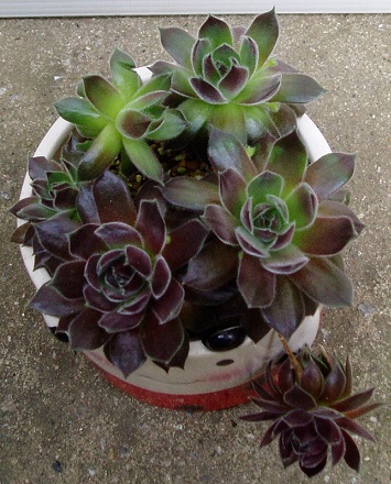 センペルビウム　アルファ センペルビウム アルファ 楽天市場】【多肉植物】センペルビウム