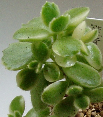多肉植物コチレドン属 熊童子錦 くまどうじにしき の葉挿し 多肉植物いやされ生活