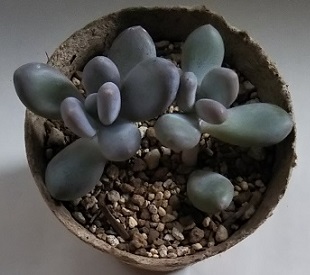 パキフィツム属『フレーベル』の切り戻し剪定と葉挿し - 多肉植物いや