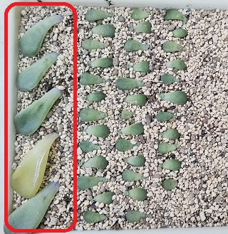 エケベリア属 花うらら の切り戻し剪定と葉挿し 植え替えと株分け 多肉植物いやされ生活