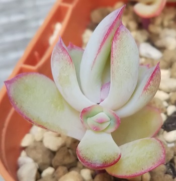 f:id:plants100:20200603170725j:plain f:id:plants100:20200603170725j:plain