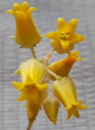 f:id:plants100:20200603171048j:plain f:id:plants100:20200603171048j:plain