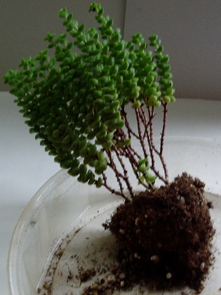 クラッスラ属「小米星（こまいぼし）」の植え替え - 多肉植物