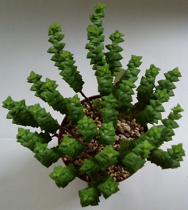 クラッスラ属「小米星（こまいぼし）」の植え替え - 多肉植物