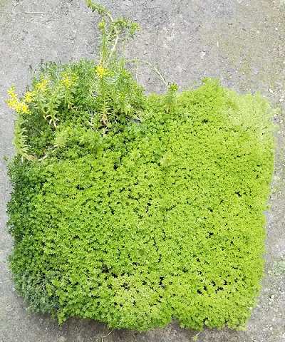 勝手に生えて増殖中の マンネングサ 万年草 と カマキリ の子供 多肉植物いやされ生活