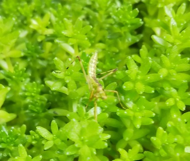 勝手に生えて増殖中の マンネングサ 万年草 と カマキリ の子供 多肉植物いやされ生活