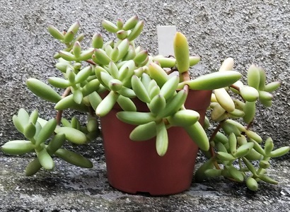 クラッスラ属「ルドリップ」は茎も葉っぱもしっかりタイプの多肉植物