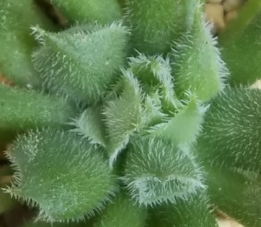 見た目が特徴的な多肉植物！センペルビウム属『百恵（ももえ 