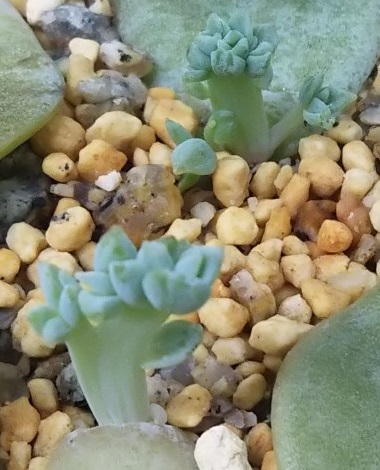 多肉植物の葉挿したちのその後＜2020年春～夏＞綴化と石化 - 多肉植物 