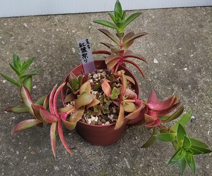 紅葉が美しい多肉植物 紅葉祭り もみじまつり の基本情報や育て方 多肉植物いやされ生活 紅葉が美しい多肉植物 紅葉祭り もみじまつり の基本情報や育て方 多肉植物いやされ生活