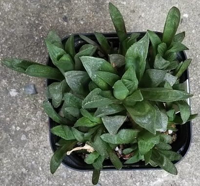 ハオルチア属レツーサ 寿 ことぶき の脱皮のその後 多肉植物いやされ生活