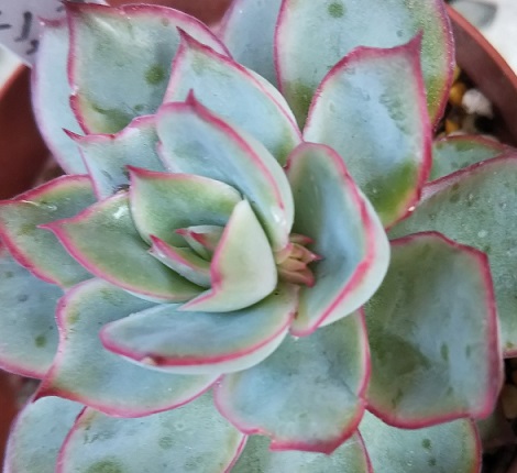 花うらら 花芽4つ 多肉植物 Elite Housekeeping Com