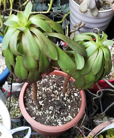 多肉植物の水やり前と水やり後の様子<その2>「アロマティカス 多肉植物の水やり前と水やり後の様子<その2>「アロマティカス