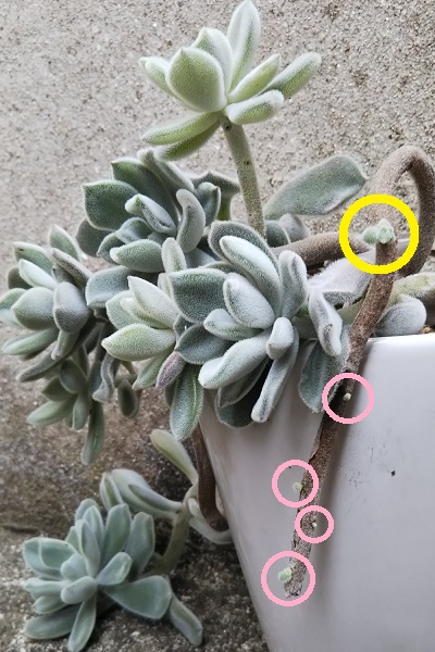 エケベリア属 フロスティー の芽が出た 多肉植物いやされ生活 エケベリア属 フロスティー の芽が出た 多肉植物いやされ生活