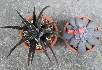 ハオルチア属 十二の巻 とエケベリア属 銀明色 ぎんめいしょく 多肉植物いやされ生活