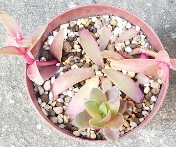 f:id:plants100:20210330173544j:plain