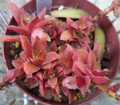f:id:plants100:20210330173647j:plain