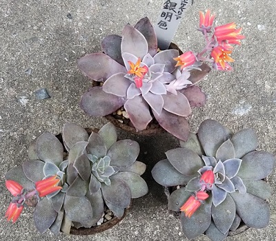 エケベリア属『銀明色（ぎんめいしょく）』の花！ - 多肉植物いやされ生活