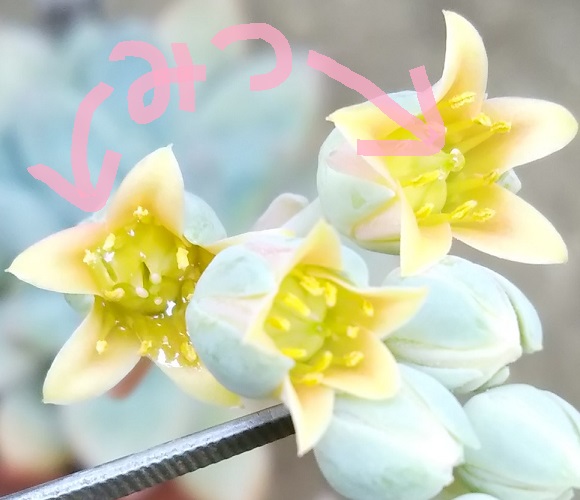 f:id:plants100:20210502184229j:plain
