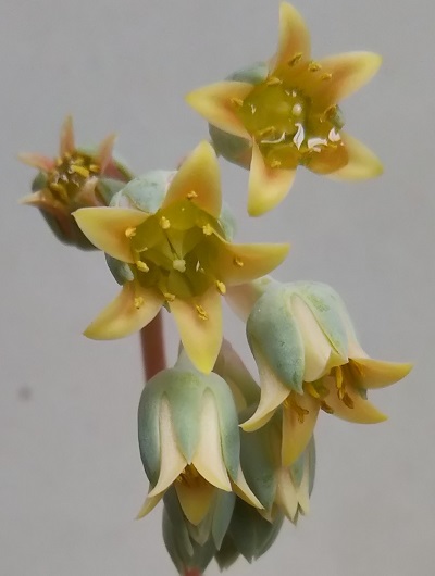f:id:plants100:20210510172232j:plain