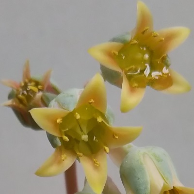 f:id:plants100:20210510172308j:plain