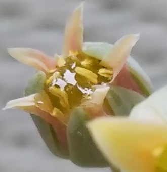 f:id:plants100:20210510172343j:plain