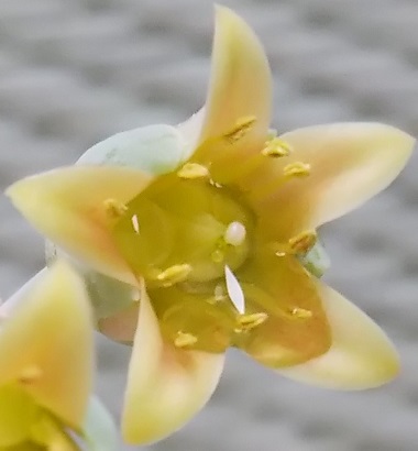f:id:plants100:20210510172412j:plain