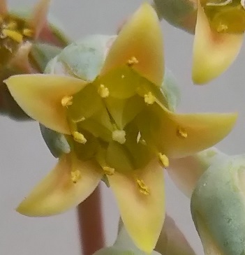 f:id:plants100:20210510172441j:plain
