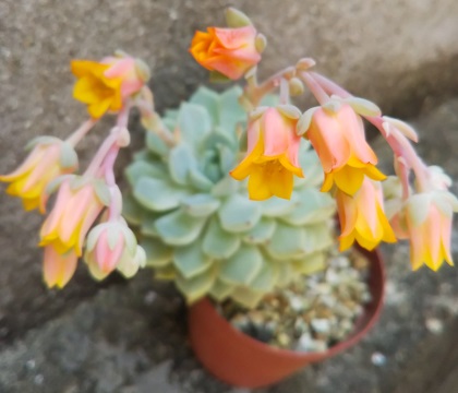 エケベリア属 野ばらの精 の花はやさしいオレンジ色 多肉植物いやされ生活