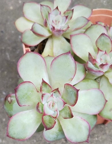 f:id:plants100:20211201232751j:plain