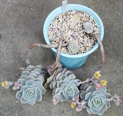 多肉植物の花！グラプトベリア属『白牡丹（しろぼたん）』 - 多肉植物