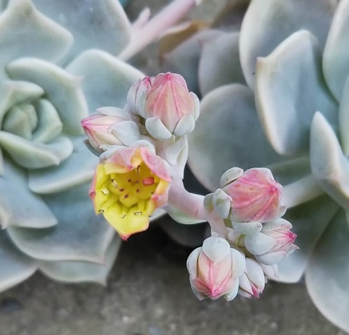多肉植物の花！グラプトベリア属『白牡丹（しろぼたん）』 - 多肉植物