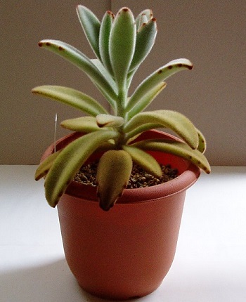 カランコエ属『点兎耳（てんとじ）』の植え替え - 多肉植物いやされ生活