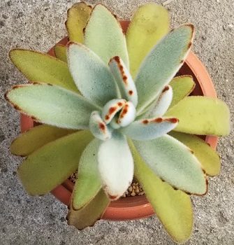 カランコエ属『点兎耳（てんとじ）』の植え替え - 多肉植物いやされ生活