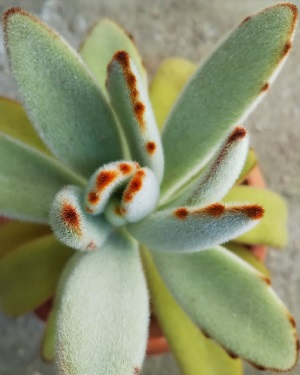 カランコエ属『点兎耳（てんとじ）』の植え替え - 多肉植物いやされ生活