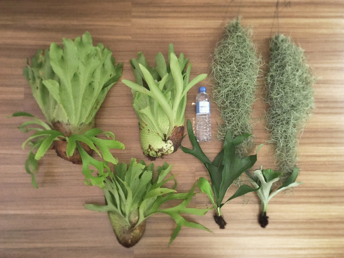 f:id:plants_plants:20190410003533j:plain f:id:plants_plants:20190410003533j:plain