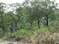 f:id:platycerus:20060409202909j:image f:id:platycerus:20060409202909j:image