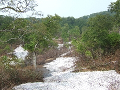 f:id:platycerus:20060409202948j:image f:id:platycerus:20060409202948j:image