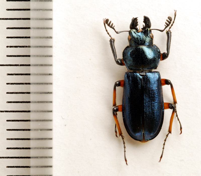 f:id:platycerus:20061002230911j:image:h350 f:id:platycerus:20061002230911j:image:h350