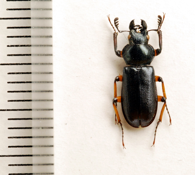 f:id:platycerus:20061002231147j:image:h350 f:id:platycerus:20061002231147j:image:h350