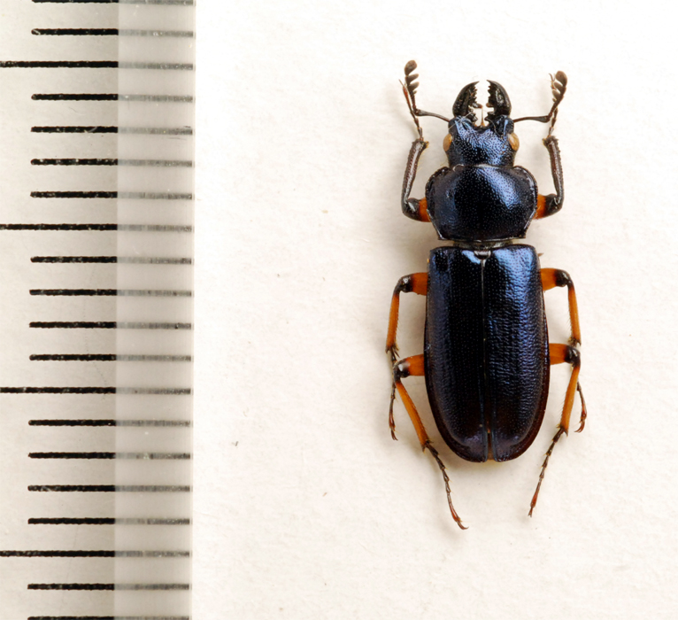 f:id:platycerus:20061002231454j:image:h350 f:id:platycerus:20061002231454j:image:h350