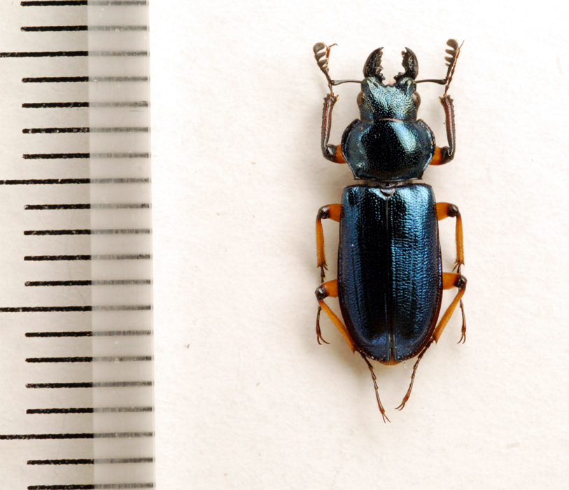 f:id:platycerus:20061002231656j:image:h350 f:id:platycerus:20061002231656j:image:h350