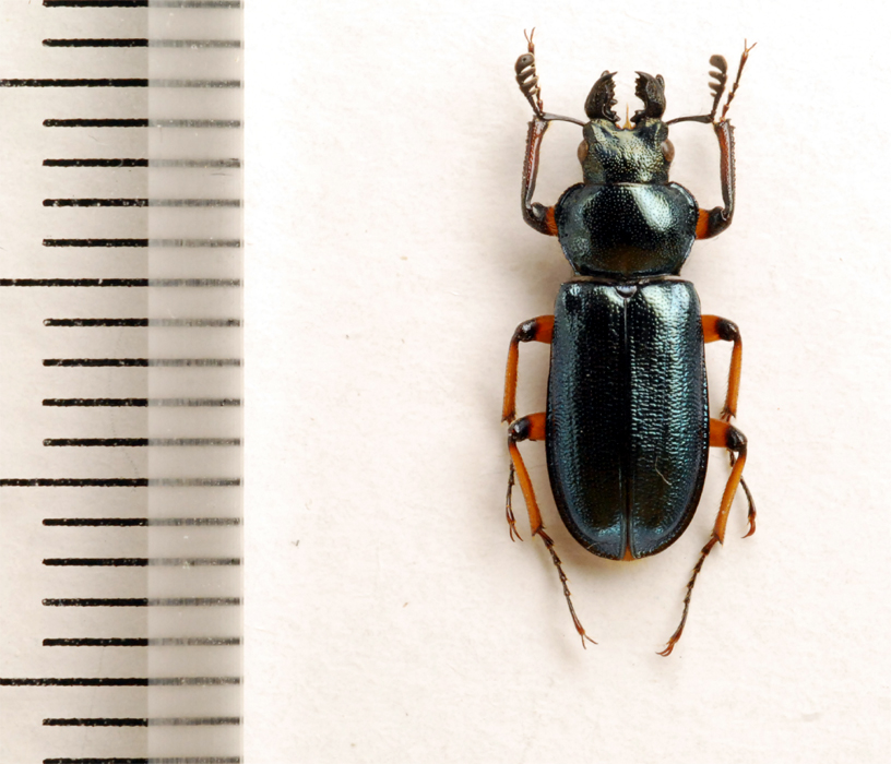 f:id:platycerus:20061002231901j:image:h350 f:id:platycerus:20061002231901j:image:h350