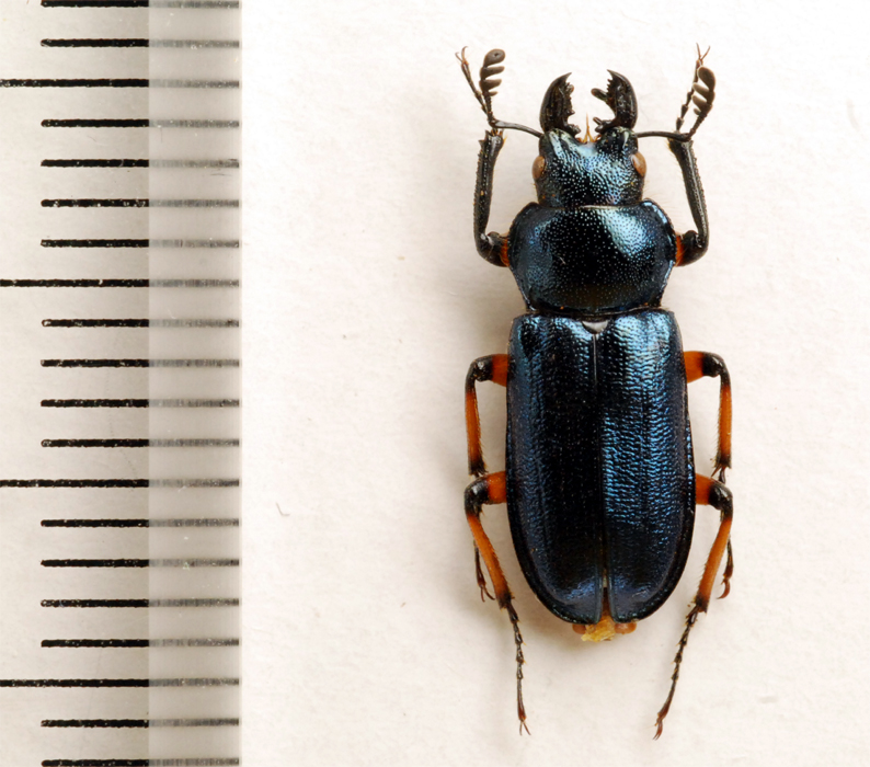 f:id:platycerus:20061002232225j:image:h350 f:id:platycerus:20061002232225j:image:h350