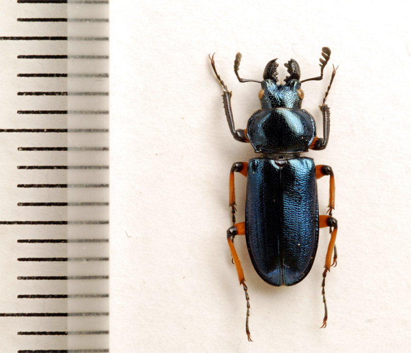 f:id:platycerus:20061002232425j:image:h350 f:id:platycerus:20061002232425j:image:h350