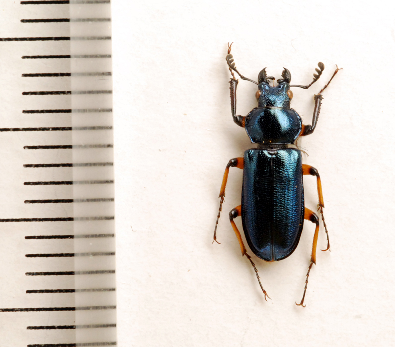 f:id:platycerus:20061002232715j:image:h350 f:id:platycerus:20061002232715j:image:h350