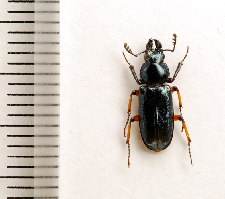 f:id:platycerus:20061002232957j:image:h350 f:id:platycerus:20061002232957j:image:h350
