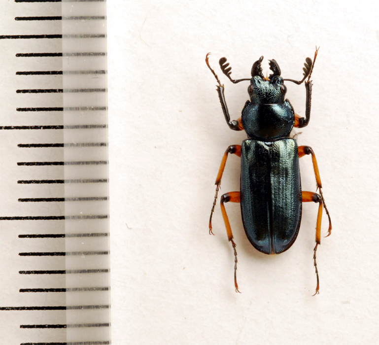 f:id:platycerus:20061002233235j:image:h350 f:id:platycerus:20061002233235j:image:h350